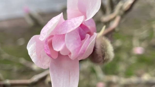 Rosa magnolia